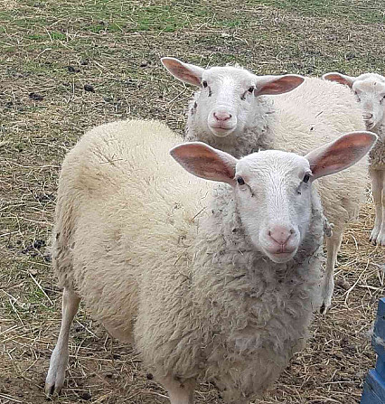 vf bárányt árulok Vyškov - fotó 1