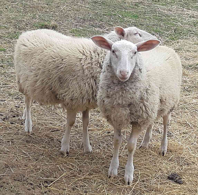 vf bárányt árulok Vyškov - fotó 3