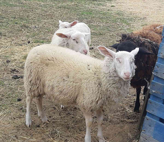 I am selling vf lambs Vyskov - photo 2