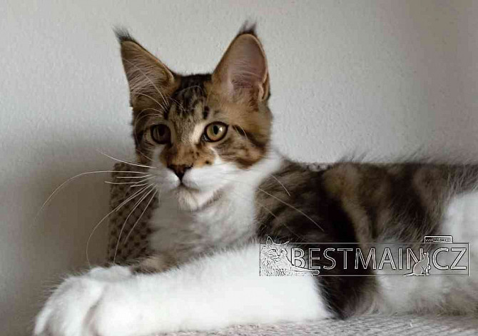 Кошка Мейн-кун - котенок с ПП Острава - изображение 5