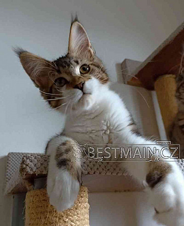 Maine-Coon-Katze - Kätzchen mit PP Ostrau - Foto 2