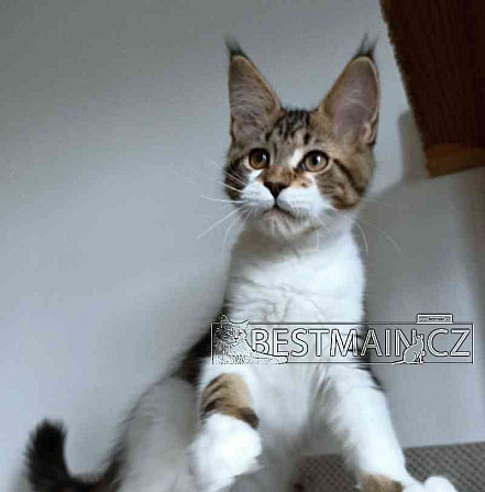 Кошка Мейн-кун - котенок с ПП Острава - изображение 6