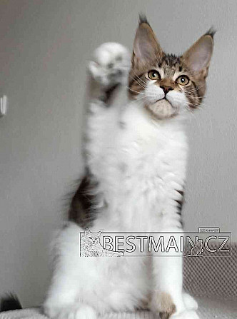 Кошка Мейн-кун - котенок с ПП Острава - изображение 4