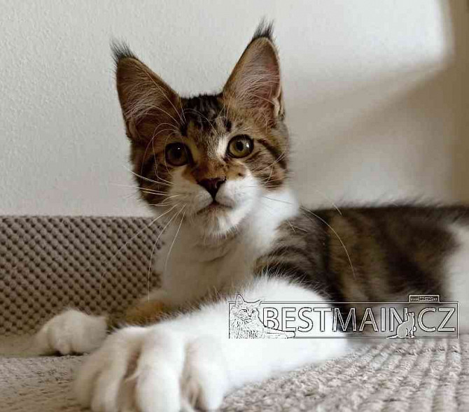 Maine coon cat - kitten with PP Ostrava - photo 1
