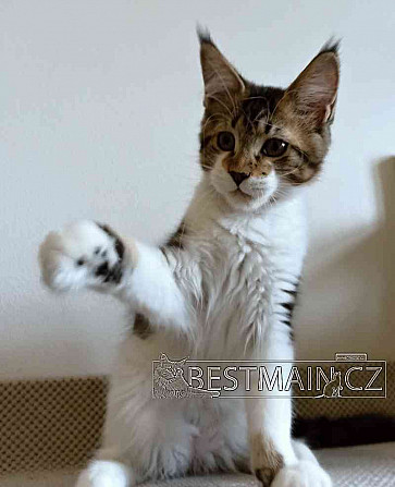 Кошка Мейн-кун - котенок с ПП Острава - изображение 7