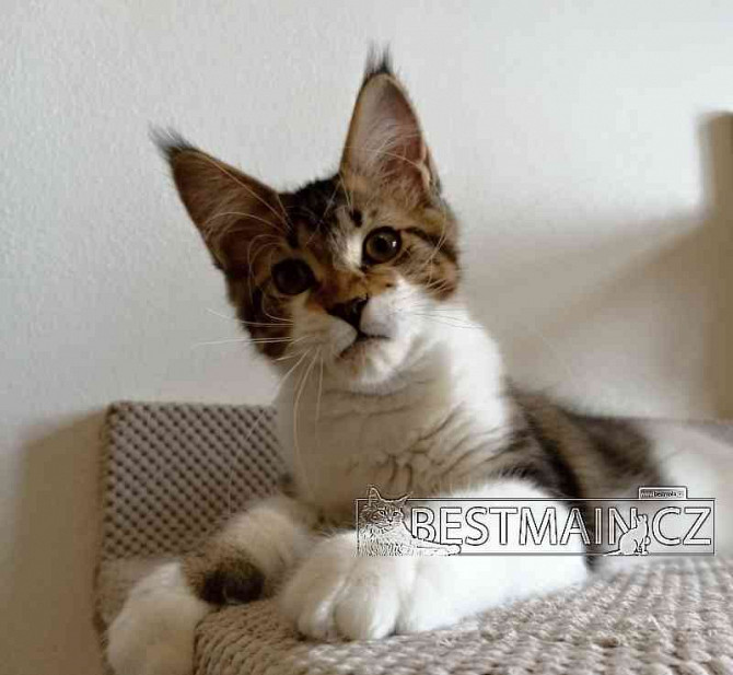 Кошка Мейн-кун - котенок с ПП Острава - изображение 3