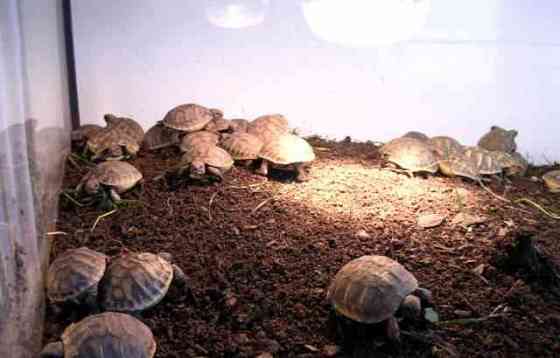 Malé suchozemské želvy + plně vybavená terária Колин