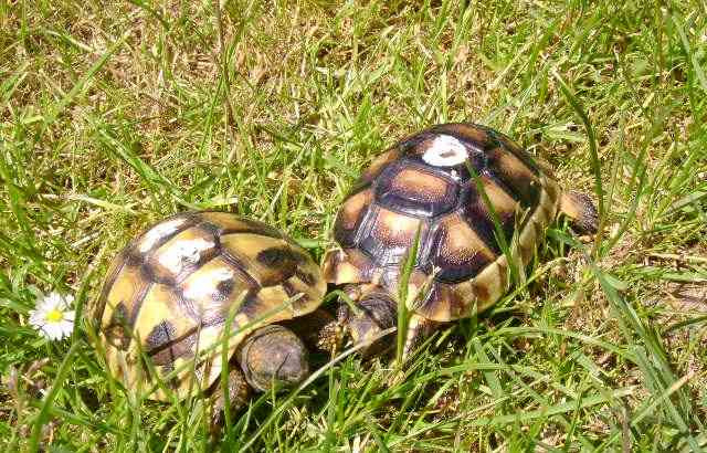 Kleine Landschildkröten + voll ausgestattete Terrarien Kolin - Foto 2