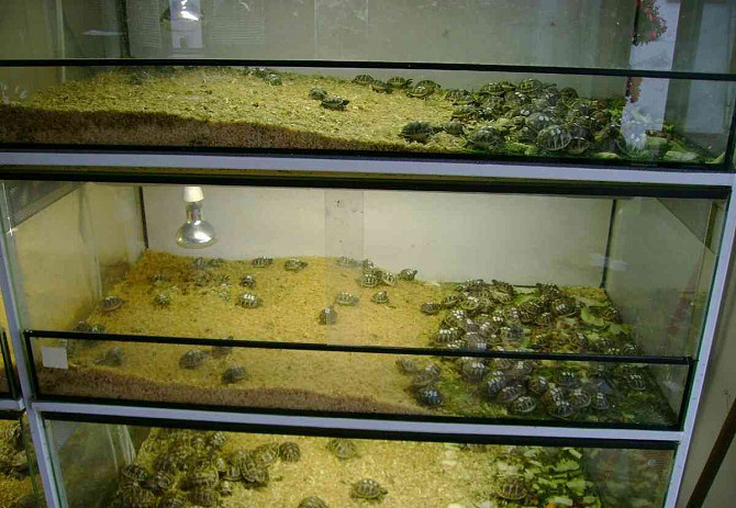 Malé suchozemské želvy + plně vybavená terária Kolín - foto 6