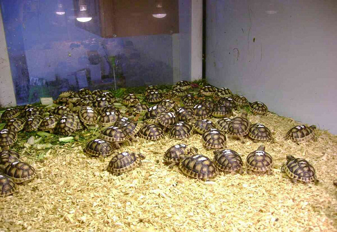 Маленькие наземные черепахи + полностью оборудованные террариумы Колин - изображение 5
