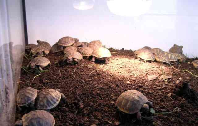 Kleine Landschildkröten + voll ausgestattete Terrarien Kolin - Foto 3