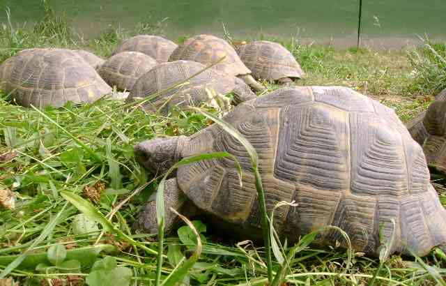 Kis szárazföldi teknősök + teljesen felszerelt terráriumok Kolín - fotó 12
