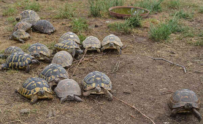 Kis szárazföldi teknősök + teljesen felszerelt terráriumok Kolín - fotó 16