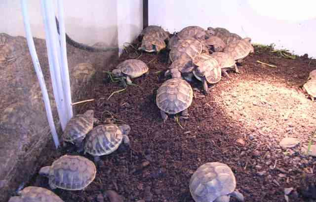 Kis szárazföldi teknősök + teljesen felszerelt terráriumok Kolín - fotó 7