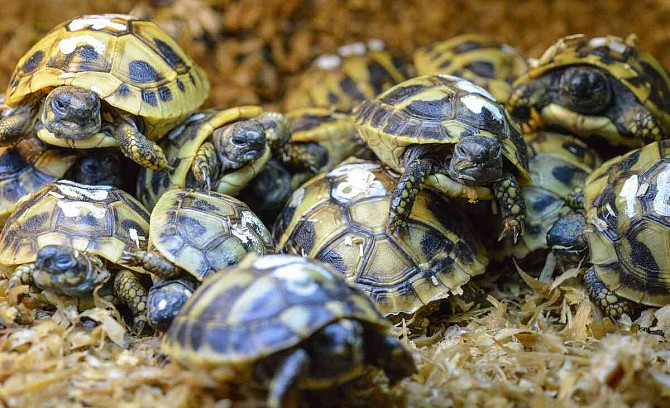 Kis szárazföldi teknősök + teljesen felszerelt terráriumok Kolín - fotó 8