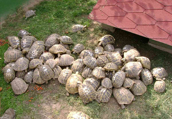 Kis szárazföldi teknősök + teljesen felszerelt terráriumok Kolín - fotó 11