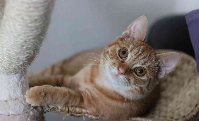 Lekki ❤ legcukibb vörös cica ❤ Blansko - fotó 1