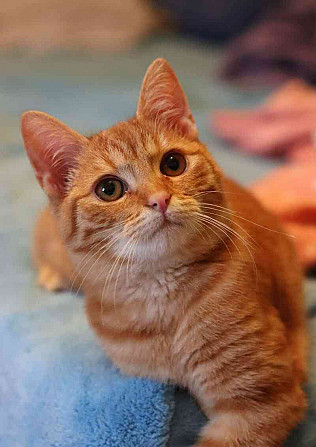 Lekki ❤ legcukibb vörös cica ❤ Blansko - fotó 4
