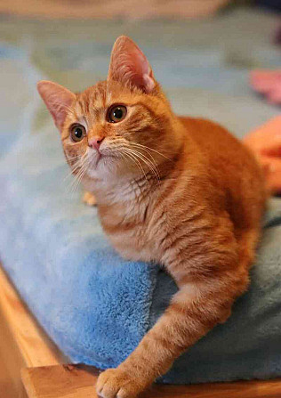 Lekki ❤ legcukibb vörös cica ❤ Blansko - fotó 5