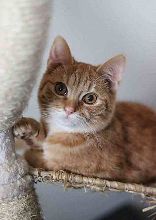 Lekki ❤ legcukibb vörös cica ❤ Blansko - fotó 2