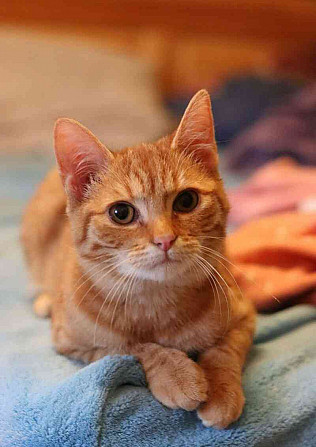 Lekki ❤ legcukibb vörös cica ❤ Blansko - fotó 6