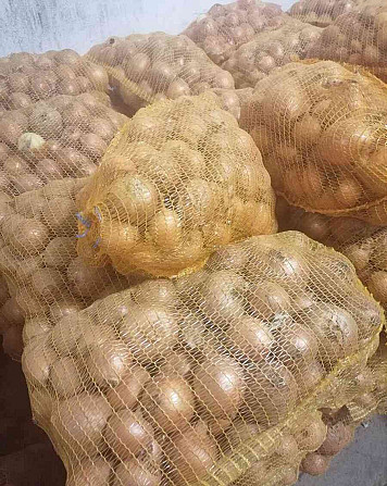 Yellow onions for sale Rimavska Sobota - photo 3