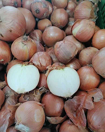 Yellow onions for sale Rimavska Sobota - photo 2