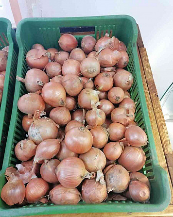 Yellow onions for sale Rimavska Sobota - photo 1