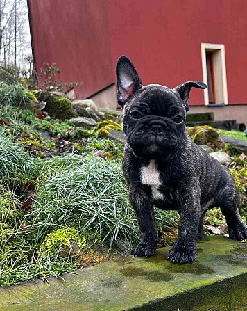 Französische Bulldogge mit PP Beneschau - Foto 3