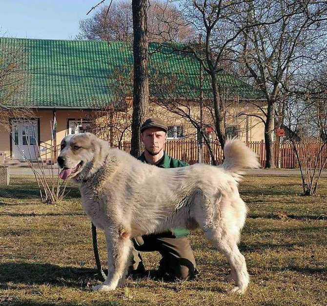 Zentralasiatischer Schäferhund - Welpen mit PP Slowakei - Foto 10