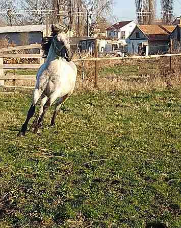 Jazdecke sportovy kobylu pony deres Slowakei