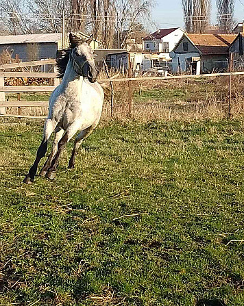 Jazdecke sportovy kobylu pony deres Slovensko - foto 2