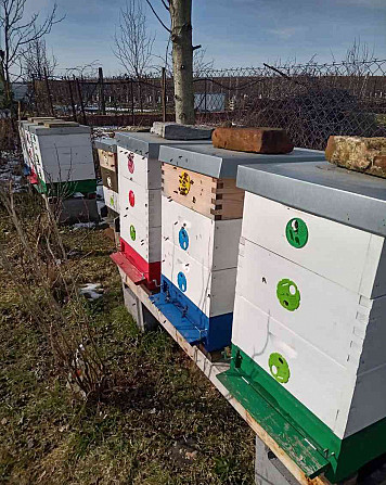 Beekeeping Hradec Kralove - photo 1