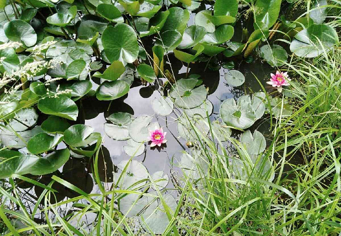 Розовая водяная лилия Žarnovica - изображение 4