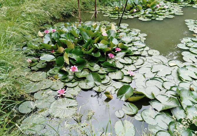 Розовая водяная лилия Žarnovica - изображение 3