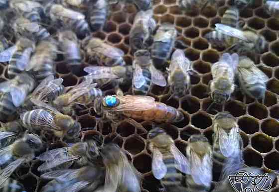 Inseminované včelí matky. Tabor