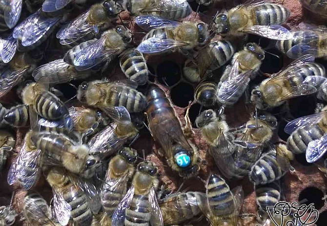 Inseminované včelie matky. Tábor - foto 2