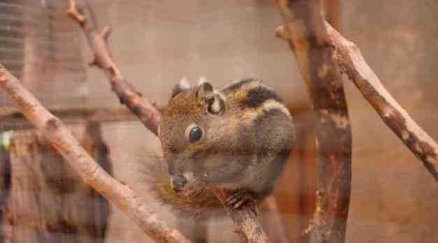 Prodám veverky šedobřiché - mláďata, samečky narozené 62023 Rychnov nad Kněžnou - foto 1