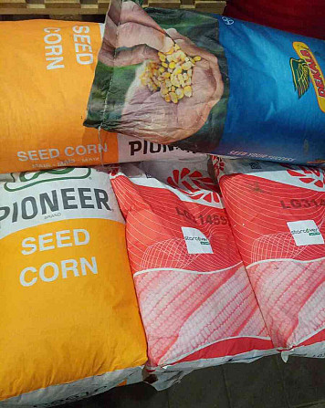 Pioneer, LG and Dekalb corn seed Trnava - photo 1