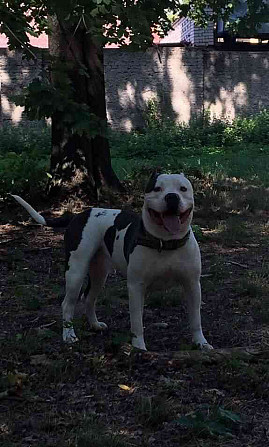 American Bully XL Dog zum Bedecken Kremsier - Foto 2