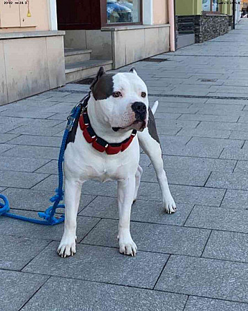 American Bully XL Dog zum Bedecken Kremsier - Foto 1