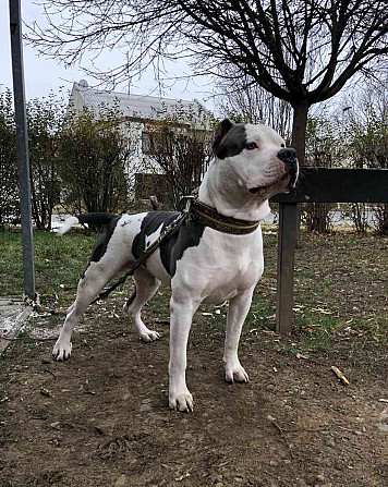 Собака American Bully XL для обложки Кромержиж - изображение 12