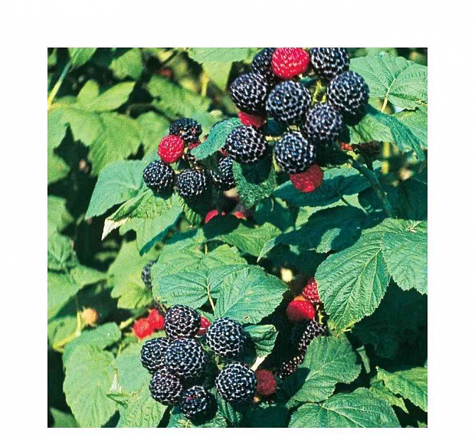 Black raspberry - a very tasty variety Zilina - photo 1