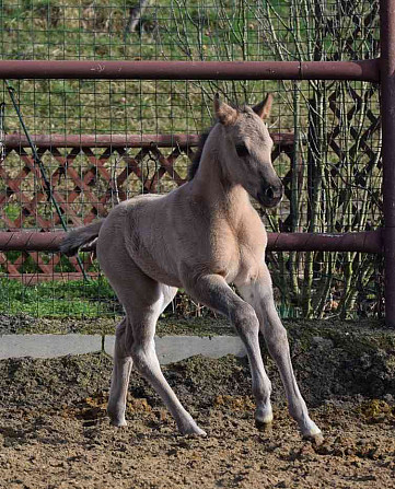 Admitting a Quarter Horse grullo stallion Zlin - photo 11
