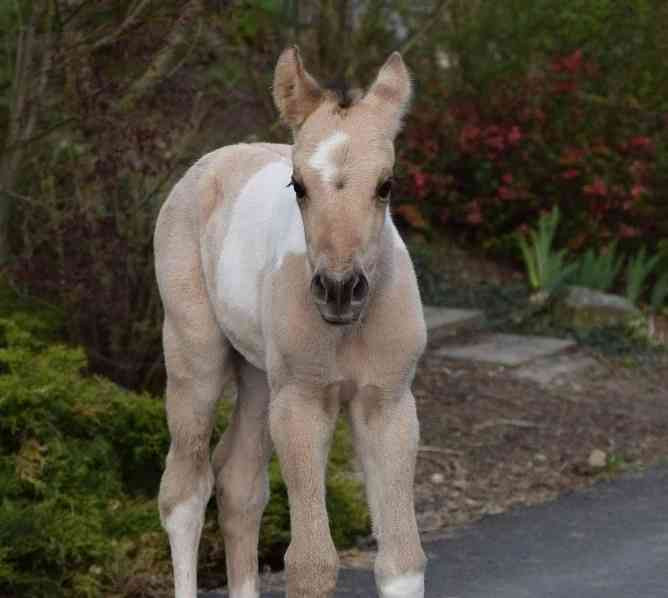 Admitting a Quarter Horse grullo stallion Zlin - photo 18