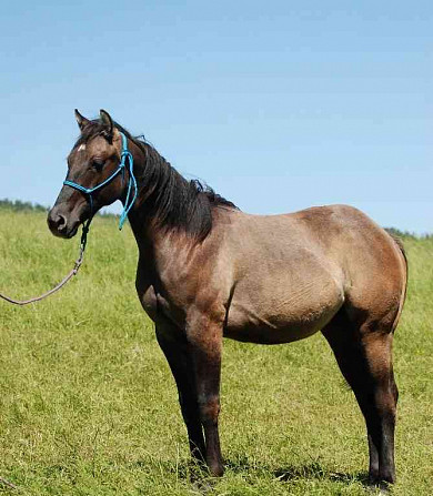 Aufnahme eines Quarter Horse Grullo-Hengstes Zlín - Foto 16