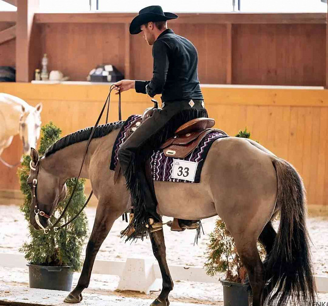 Admitting a Quarter Horse grullo stallion Zlin - photo 3