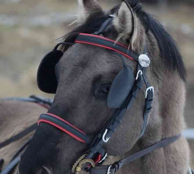 Admitting a Quarter Horse grullo stallion Zlin - photo 10