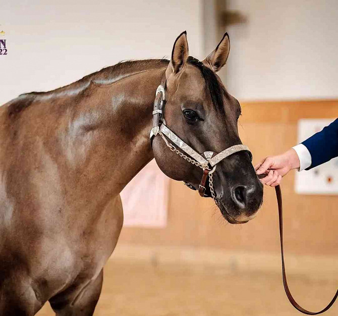 Admitting a Quarter Horse grullo stallion Zlin - photo 2