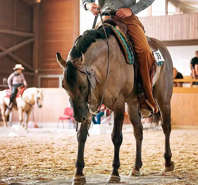 Admitting a Quarter Horse grullo stallion Zlin - photo 4